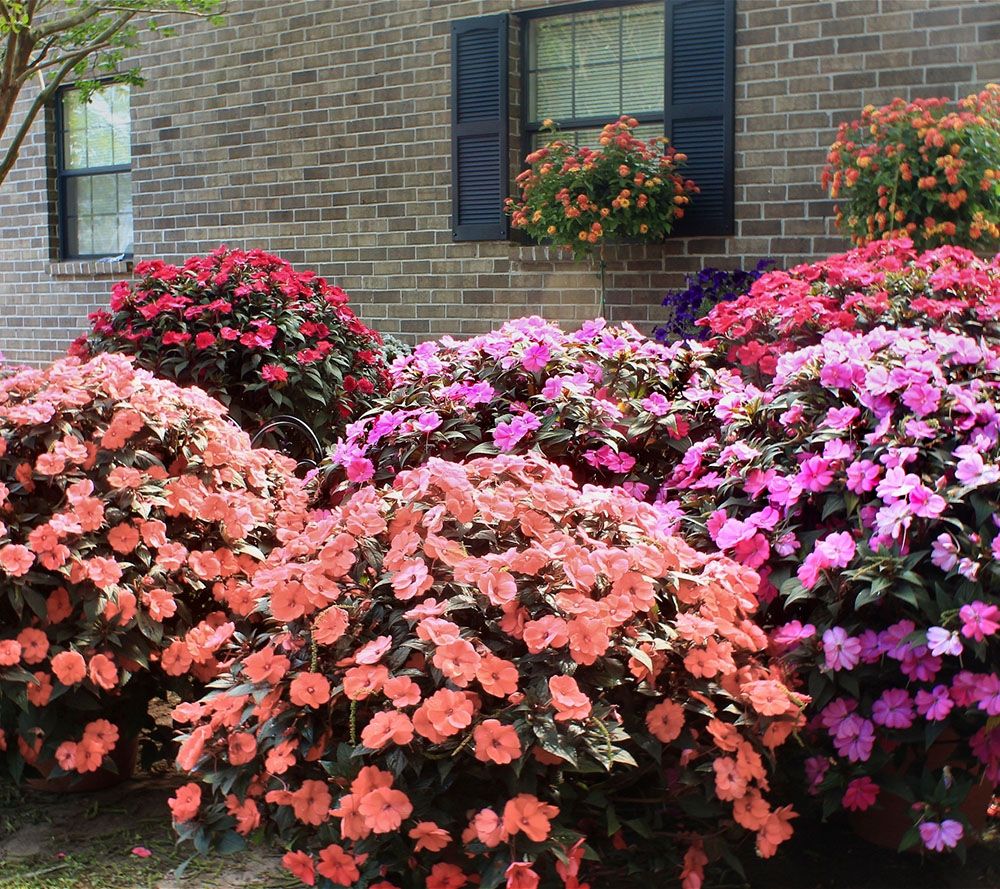 Cottage Farms Color Jubilee SunPatiens Collection Page 1 —