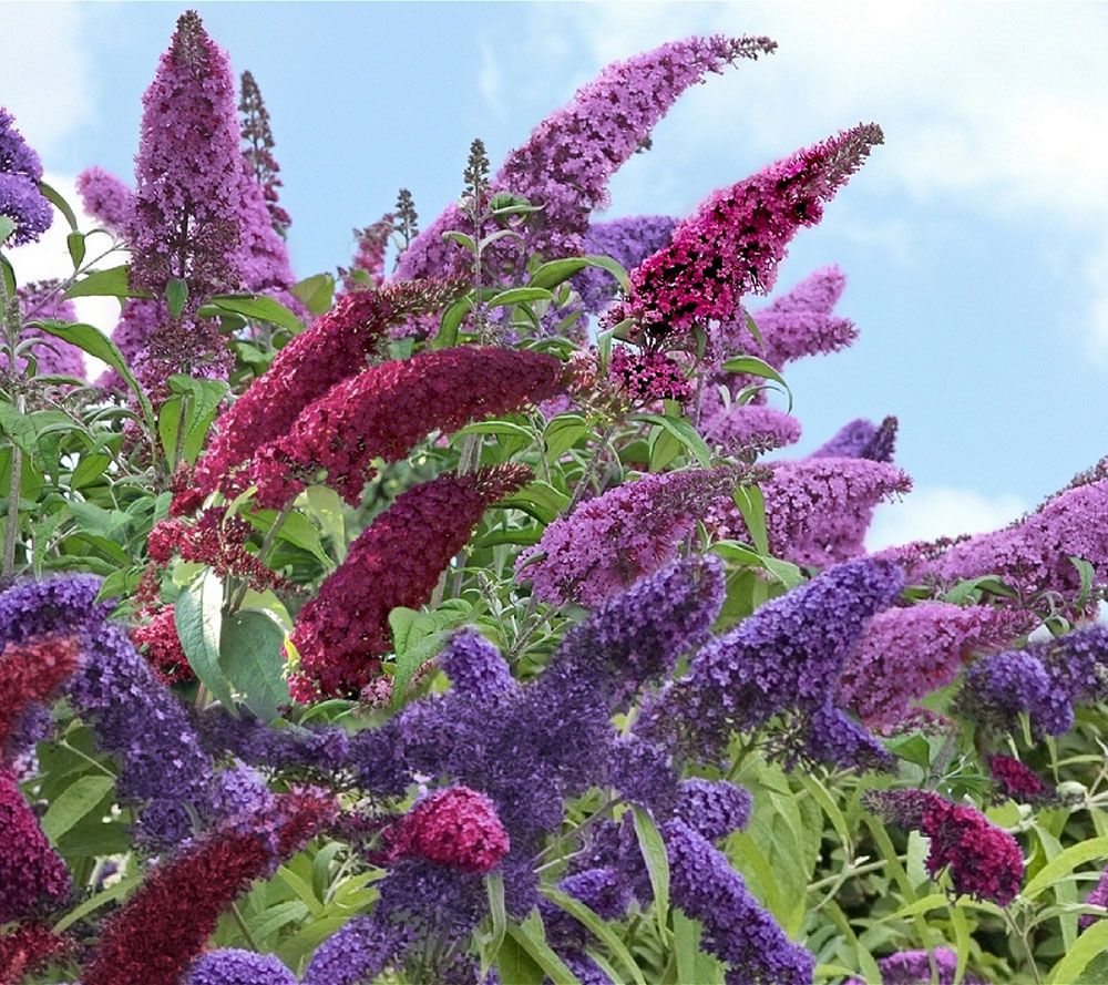 Cottage Farms Dazzling Design 3piece Tricolor Butterfly Bush Page 1