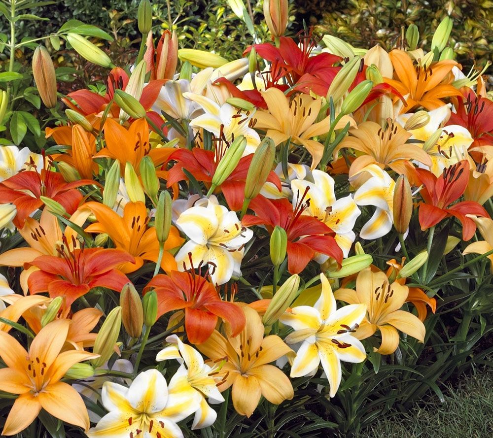 Cottage Farms 18Piece Endless Sunshine Lily Collection —