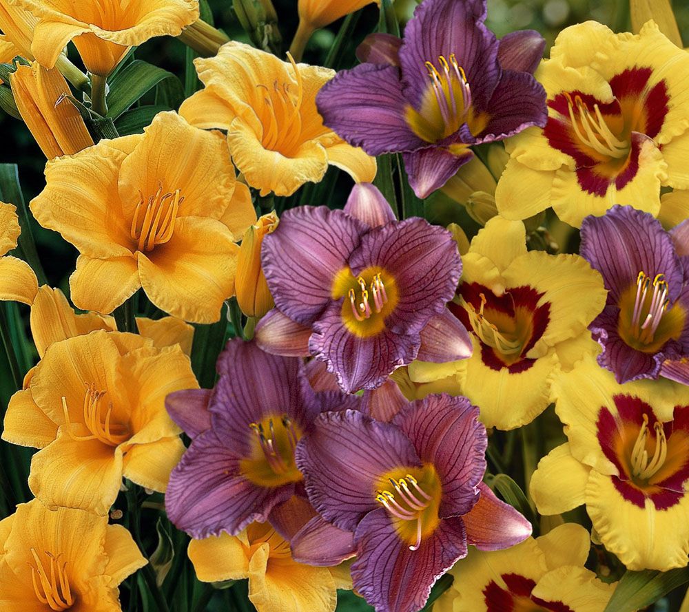 Cottage Farms 9piece Everblooming Stella D'Oro Daylily Col. Page 1