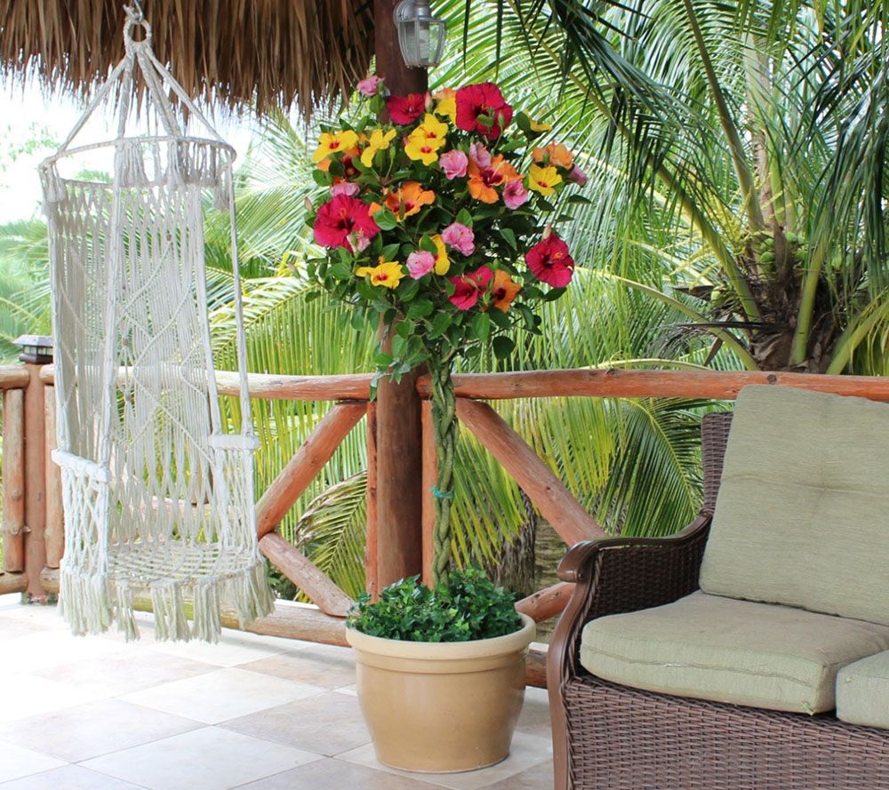 Cottage Farms Key West Sunset Braided Hibiscus Patio Tree Page 1 —