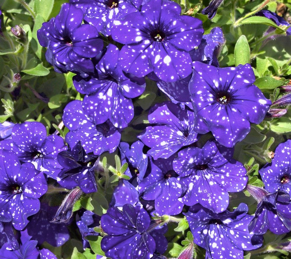 Cottage Farms 4piece Night Sky Petunia Collection Page 1 —