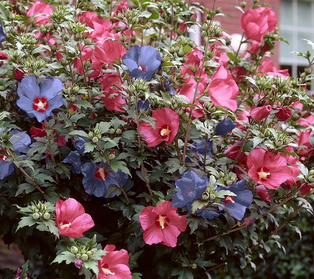 Cottage Farms Dazzling Design Double Delight Rose of Sharon Page 1