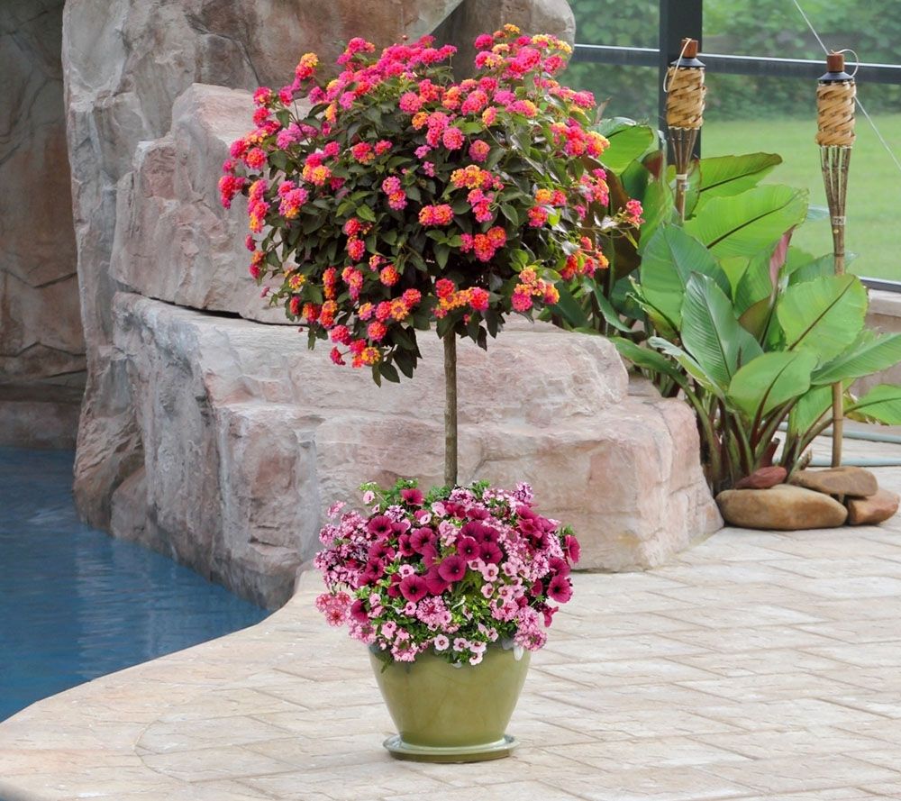 Cottage Farms 2Piece Confetti Garden and Lantana Tree Bundle Page 1