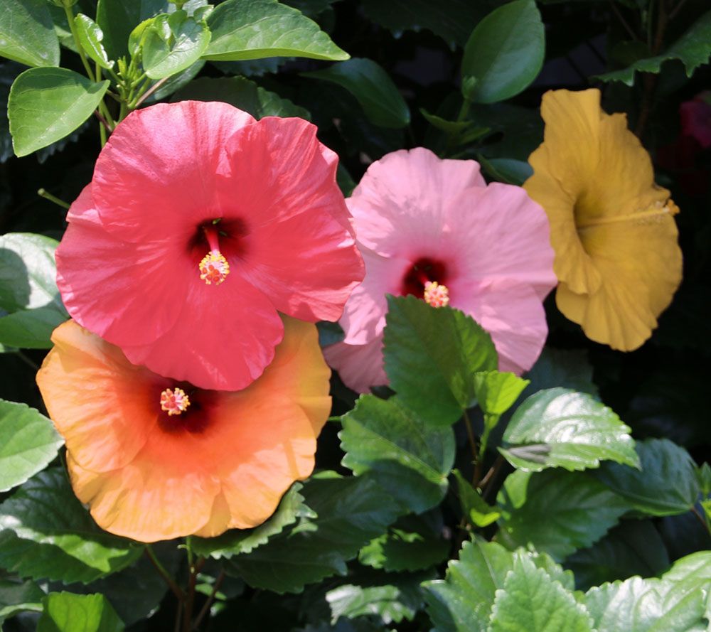 Cottage Farms Razzamatazz 4N1 Braided Tropical Hibiscus Page 1