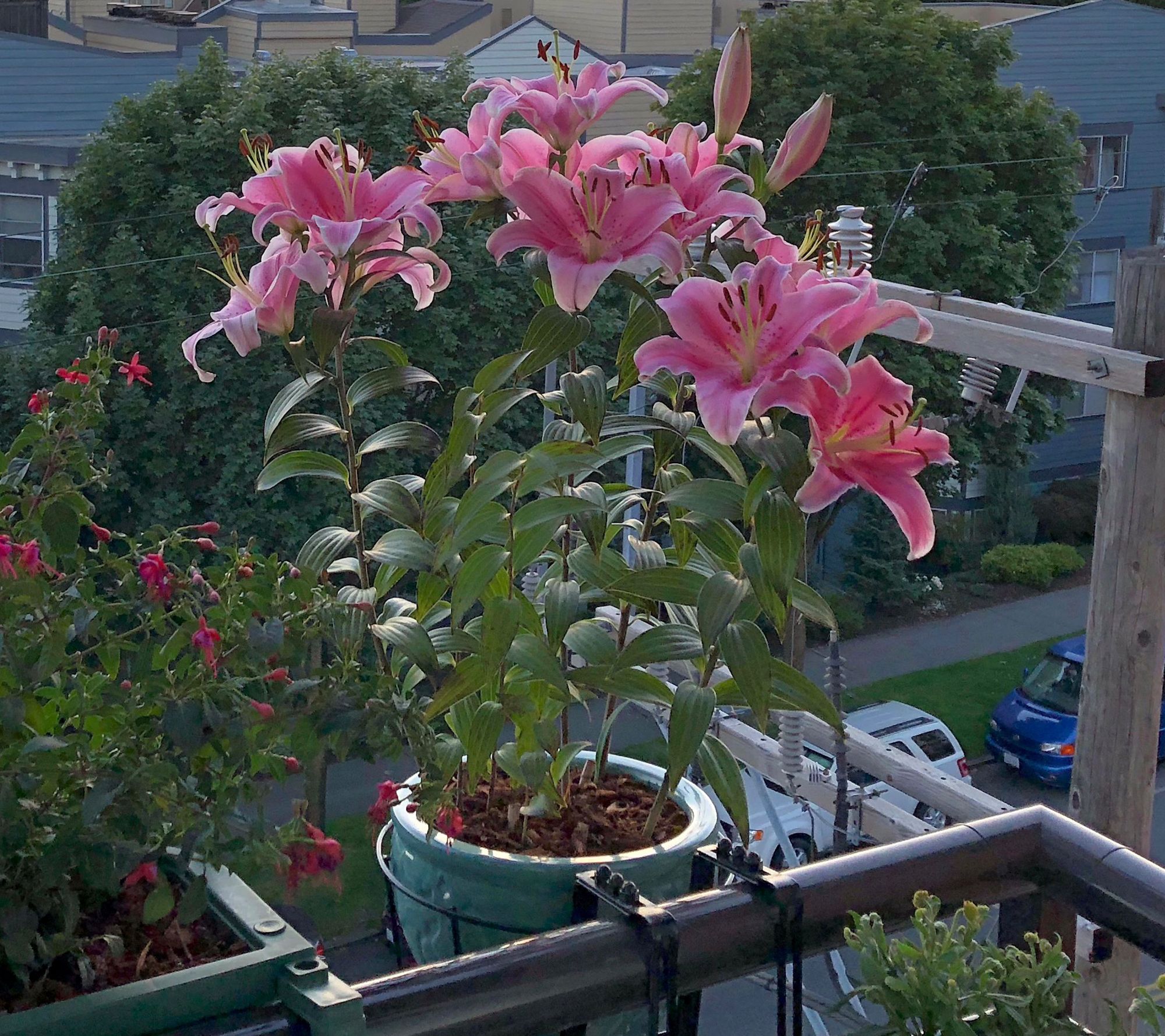 Roberta's Bounty AllPurpose Plant Food