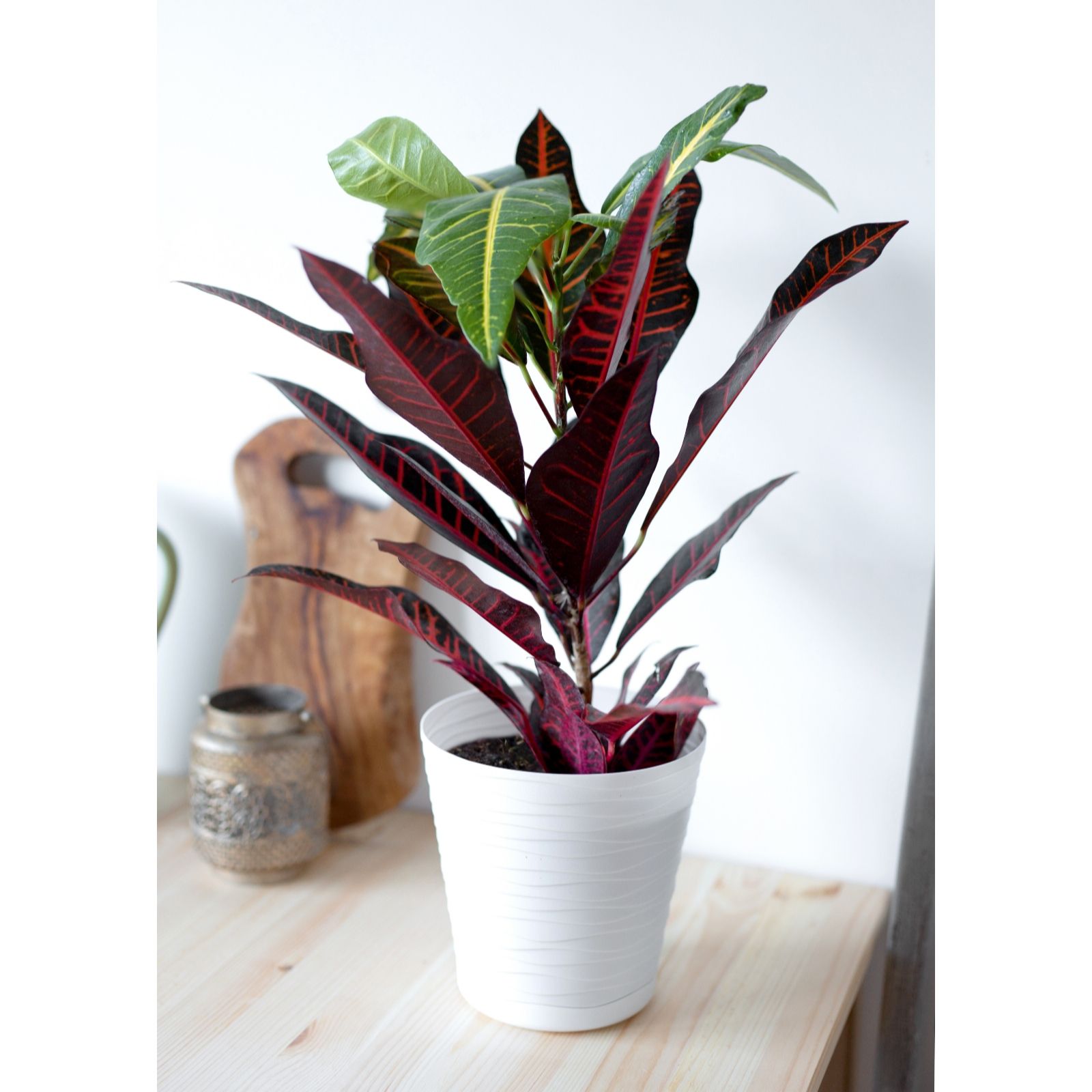 Hayloft Plants Croton Excellence with White Decorative Pot QVC UK