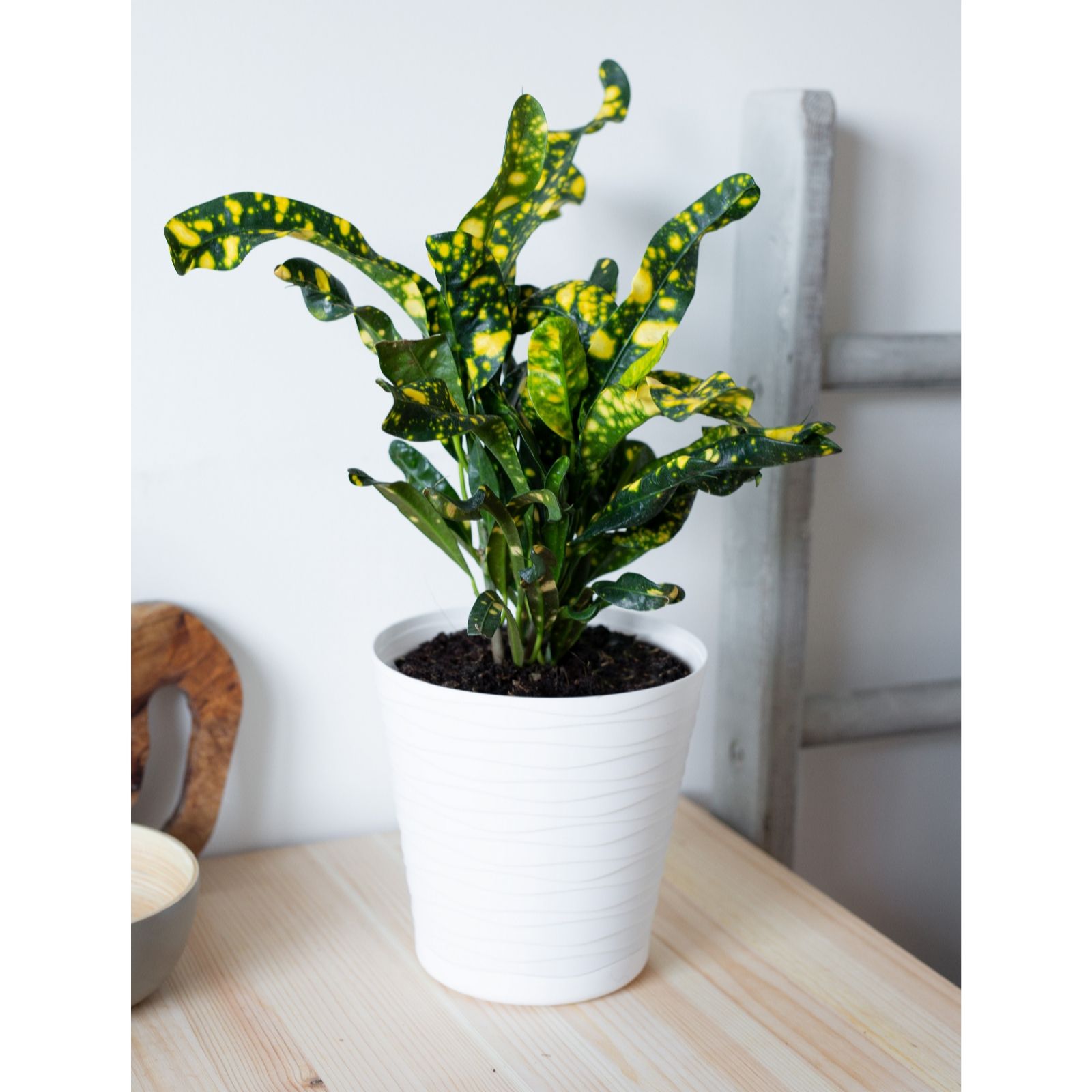 Hayloft Plants Croton Golddust with White Decorative Pot QVC UK