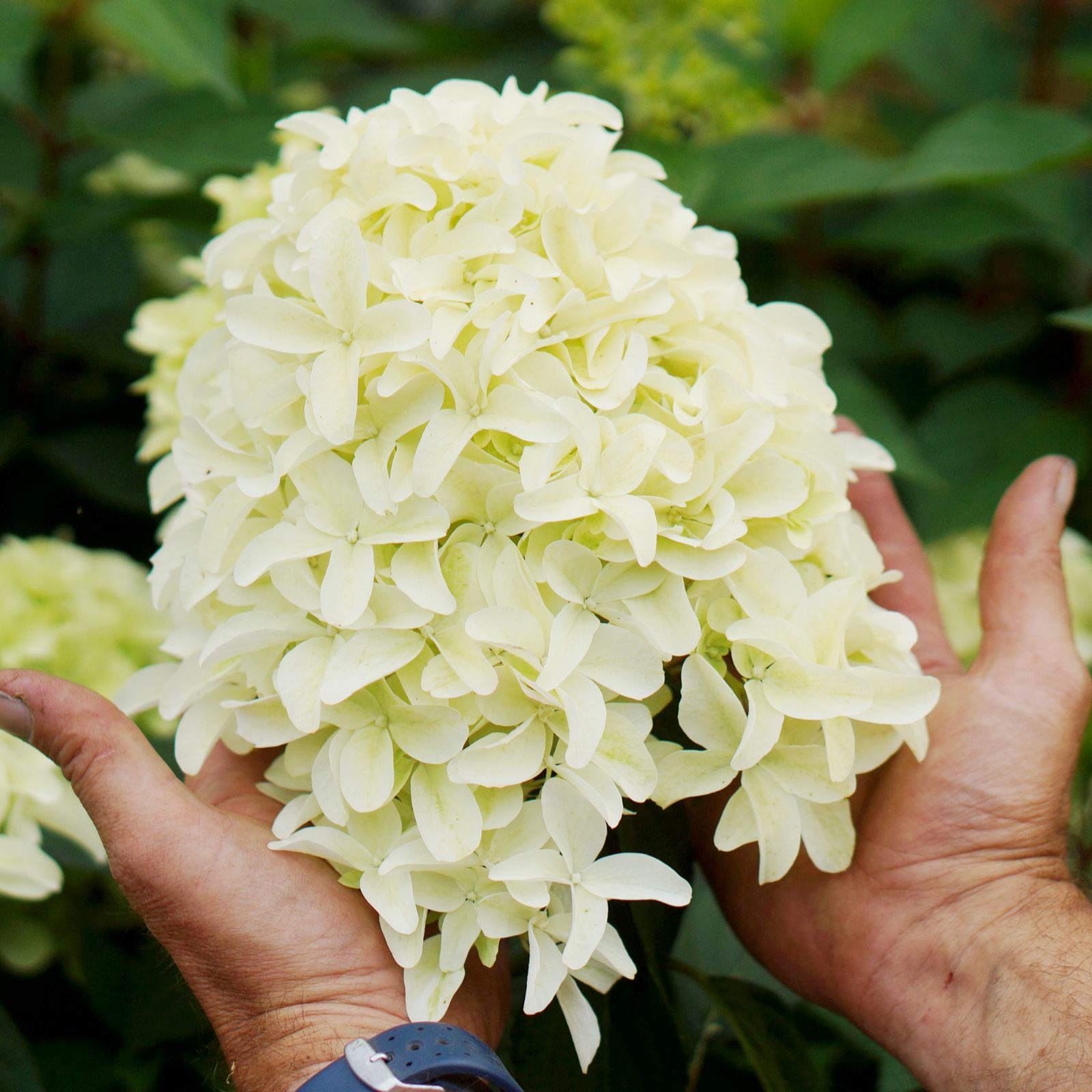 Plants2Gardens 1 x Hydrangea Skyfall QVC UK