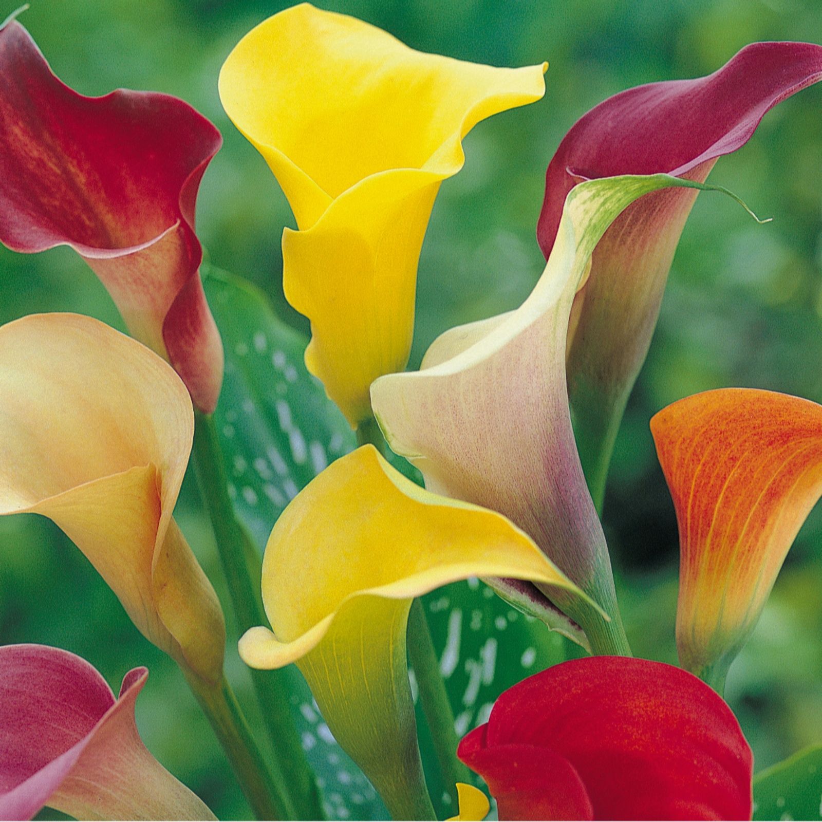 10 x Calla Lily Summer Rhizomes Plant Collection QVC UK