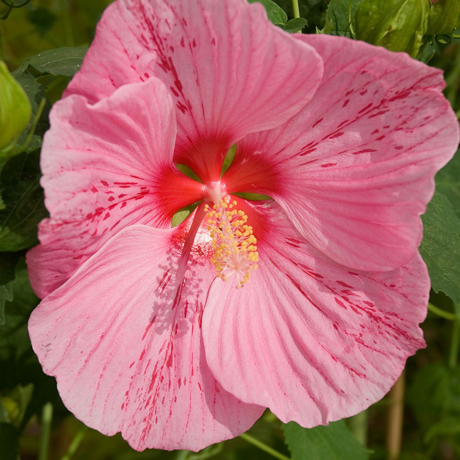 Hardy Hibiscus 3 x 9cm Pot Plants QVC UK