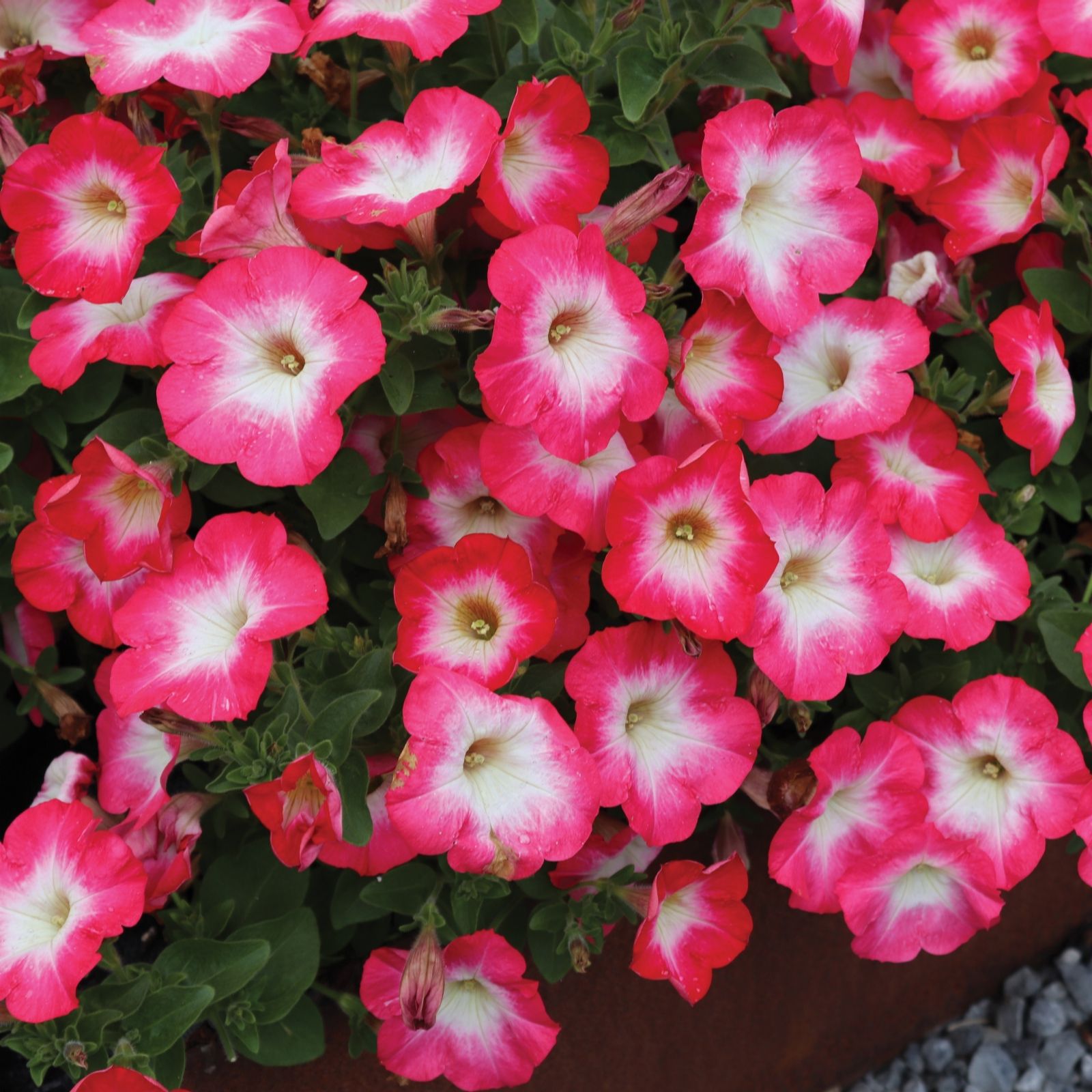 Mont Rose 12x Petunia Surfinia Coral Morn 3cm Young Plants QVC UK
