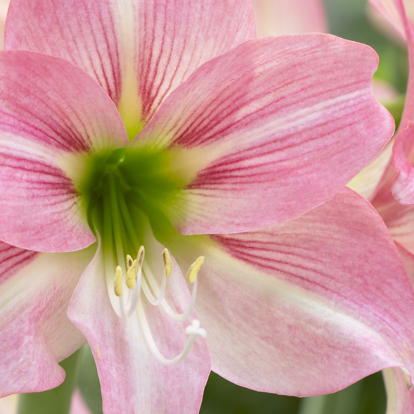 3 x Sonatini Hardy Amaryllis Large Bulbs QVC UK