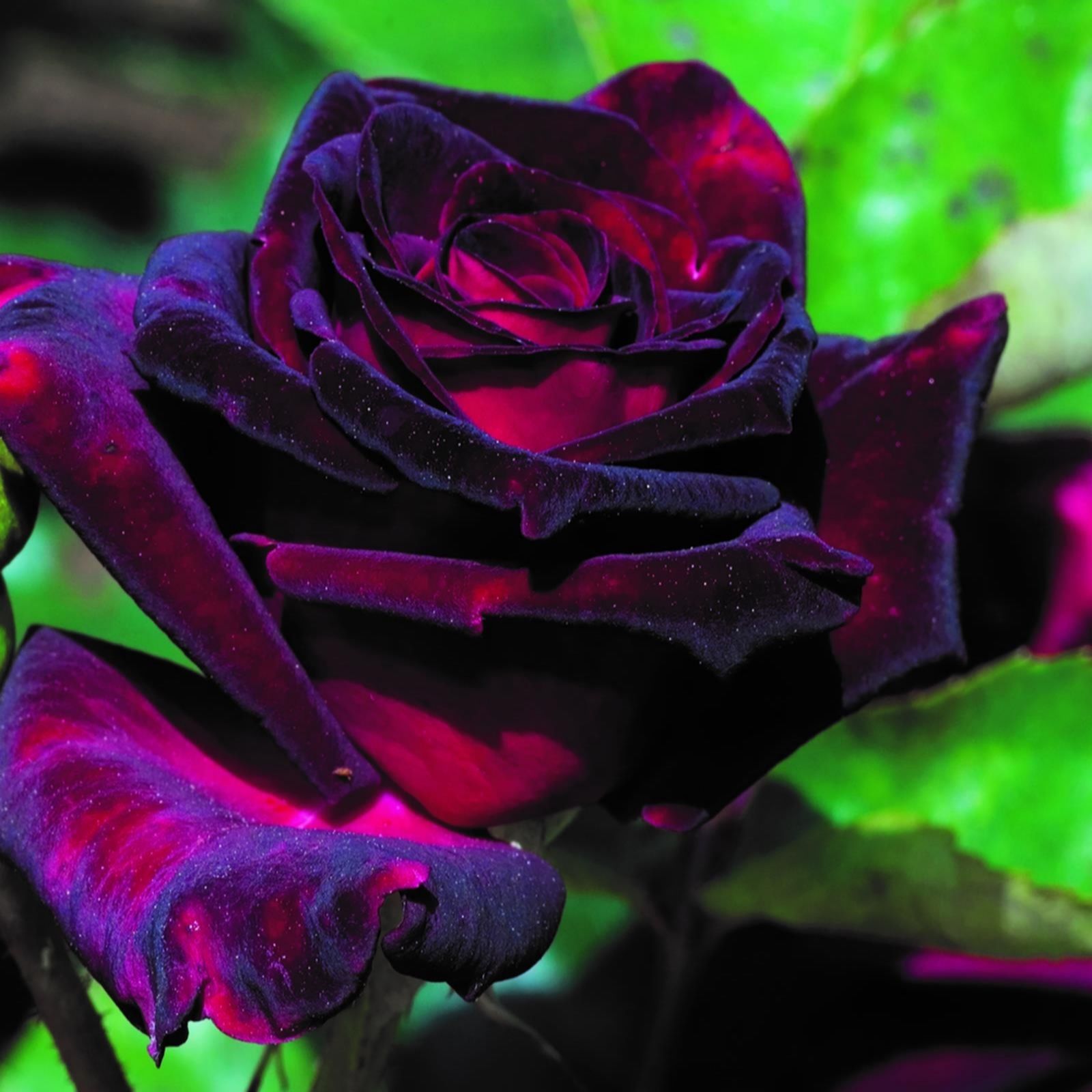 Hayloft Plants 2x Rose Black Baccara Bare Roots QVC UK