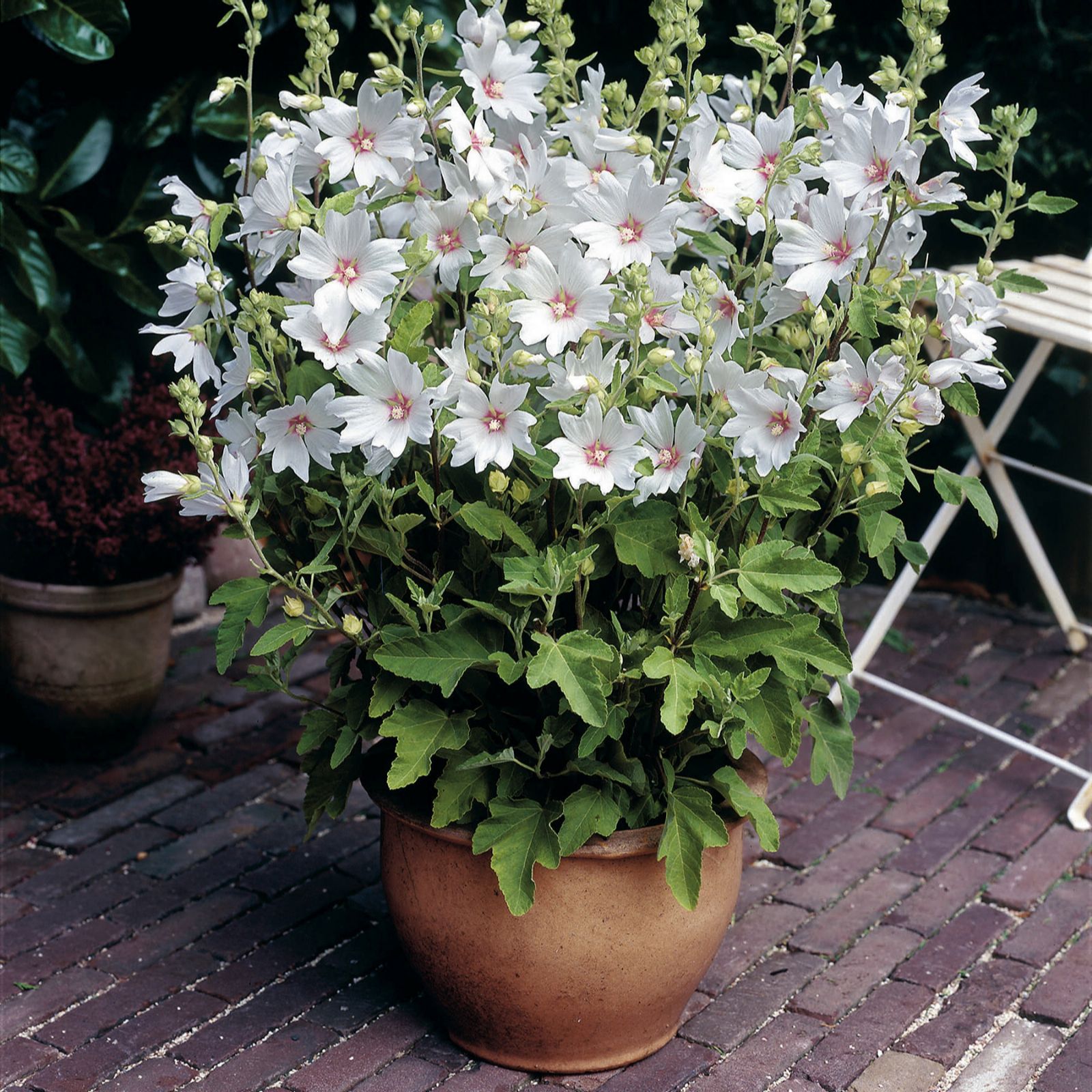 Hayloft Plants 6 x Lavatera Young Plants QVC UK