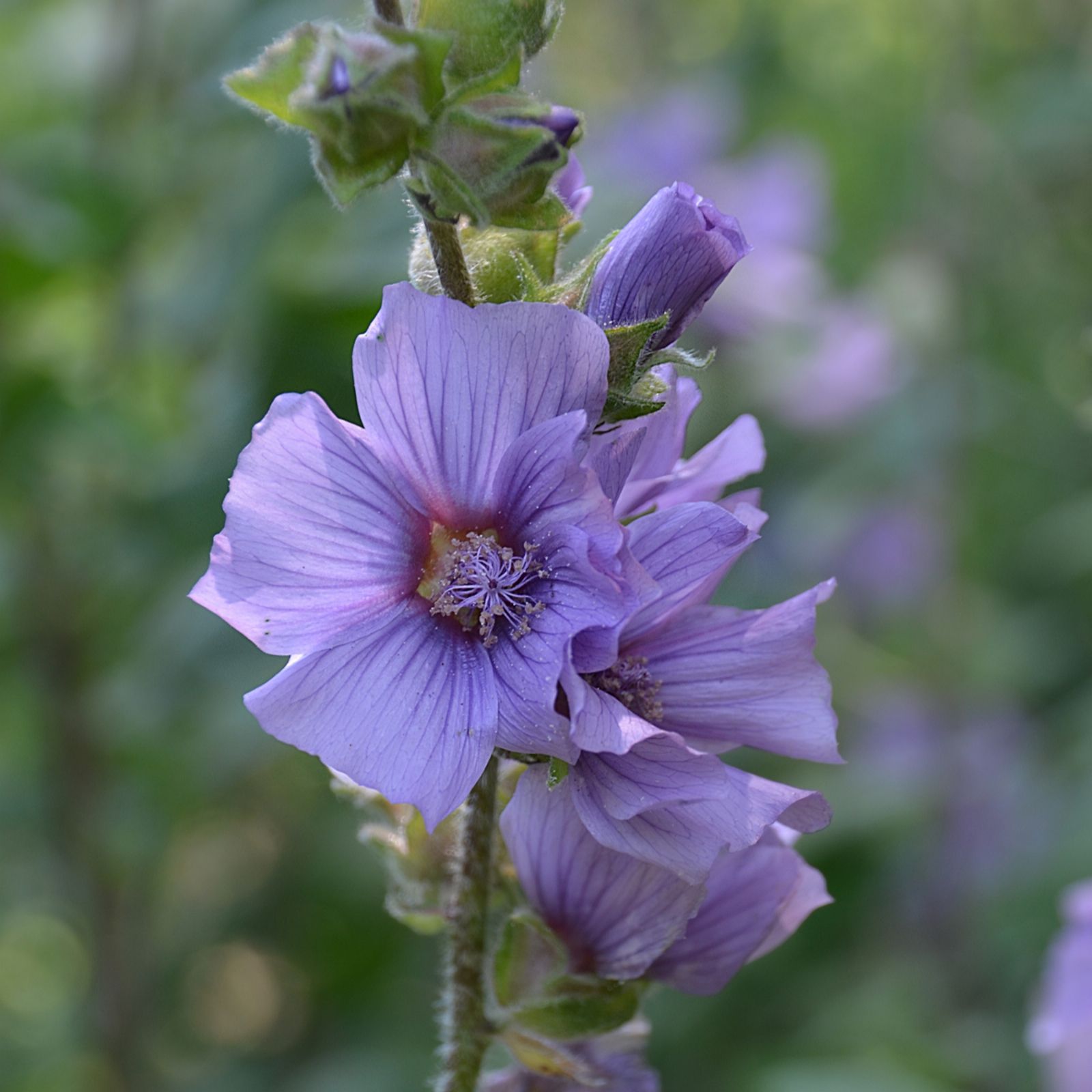 Hayloft Plants 6 x Lavatera Young Plants QVC UK