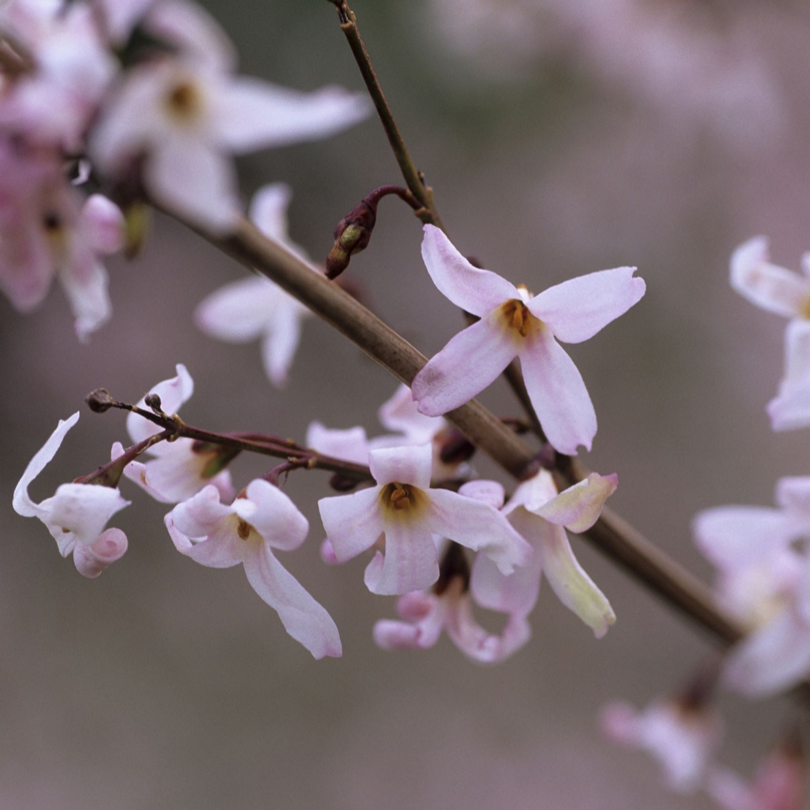 Hayloft Plants Set of 2 Pink Forsythia in 9cm Pots QVC UK