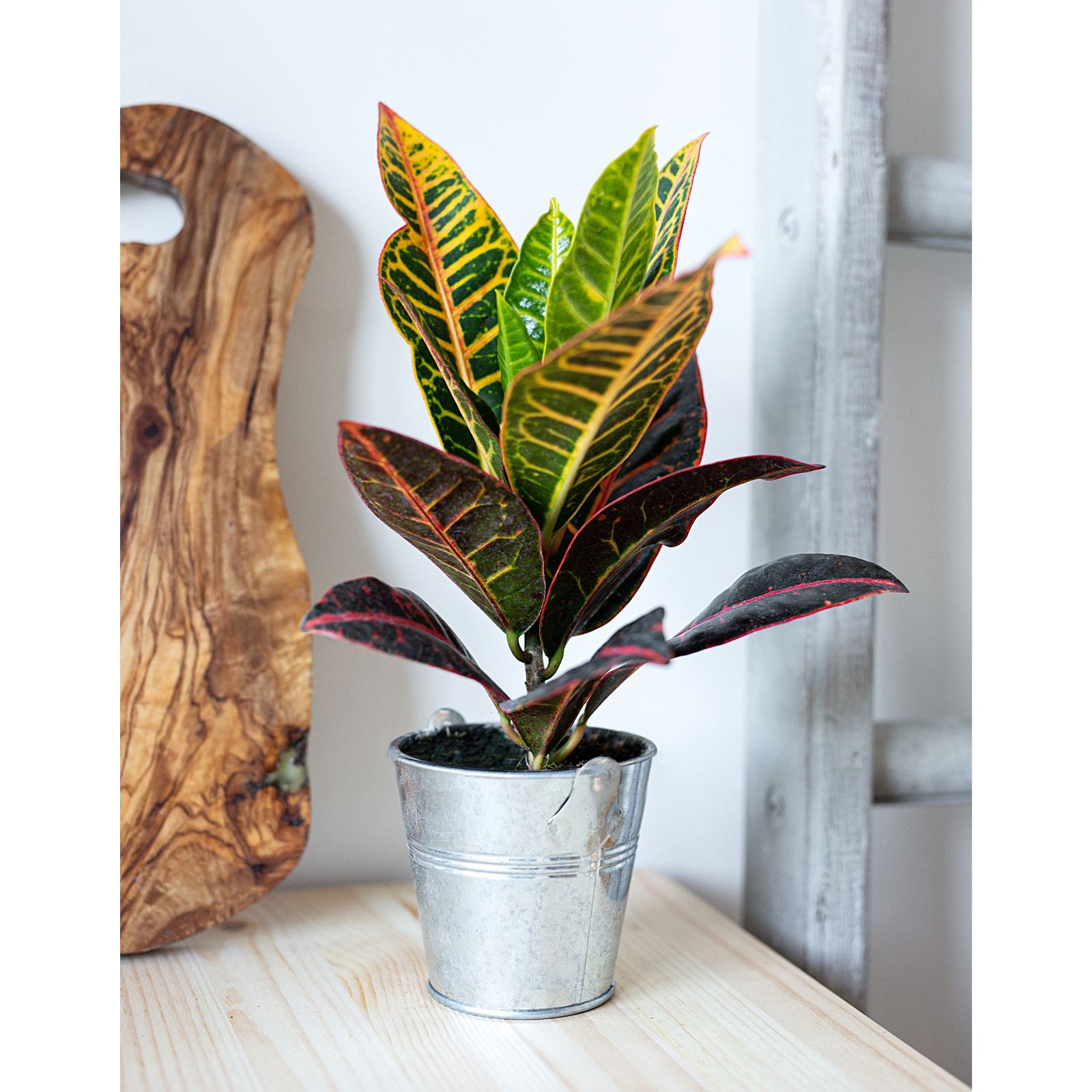 Hayloft Plants Croton Mixed Plant Collection With Decorative Silver Pots QVC UK