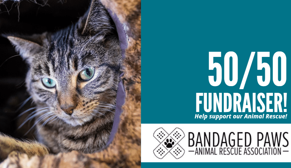 Paws Animal Rescue Paws & Play Benefiting Agape Animal Rescue