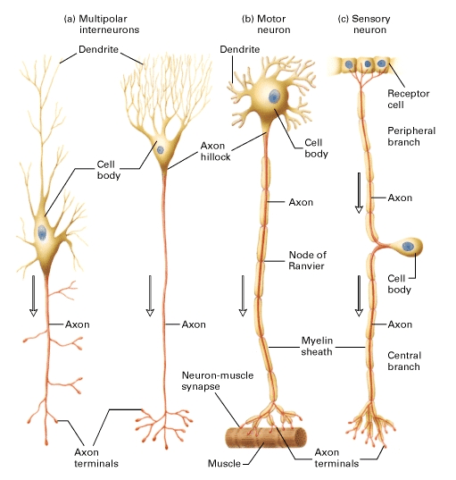 Human Physiology Structure and Function of the Nervous