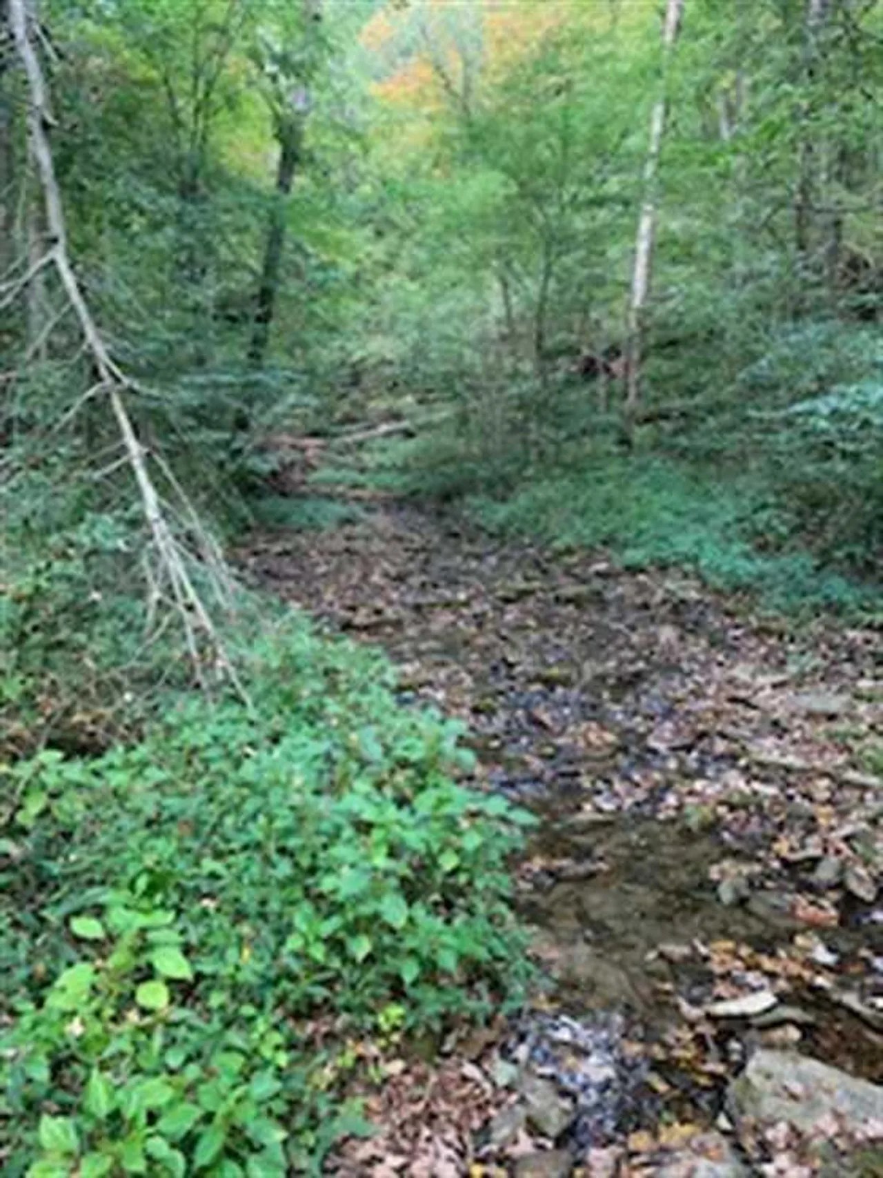Land For Sale Jennings County, Indiana 44 Acres +/ Jennings County