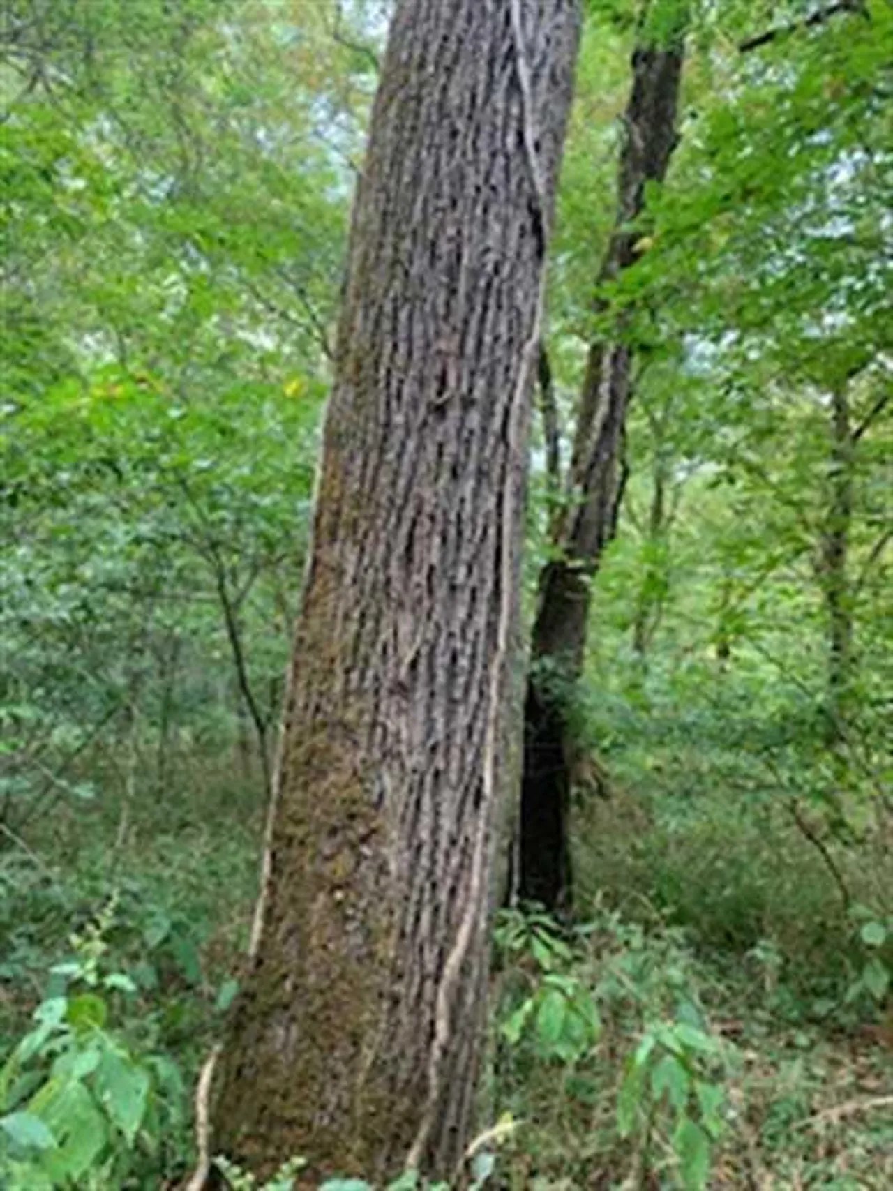 Land For Sale Jennings County, Indiana 44 Acres +/ Jennings County