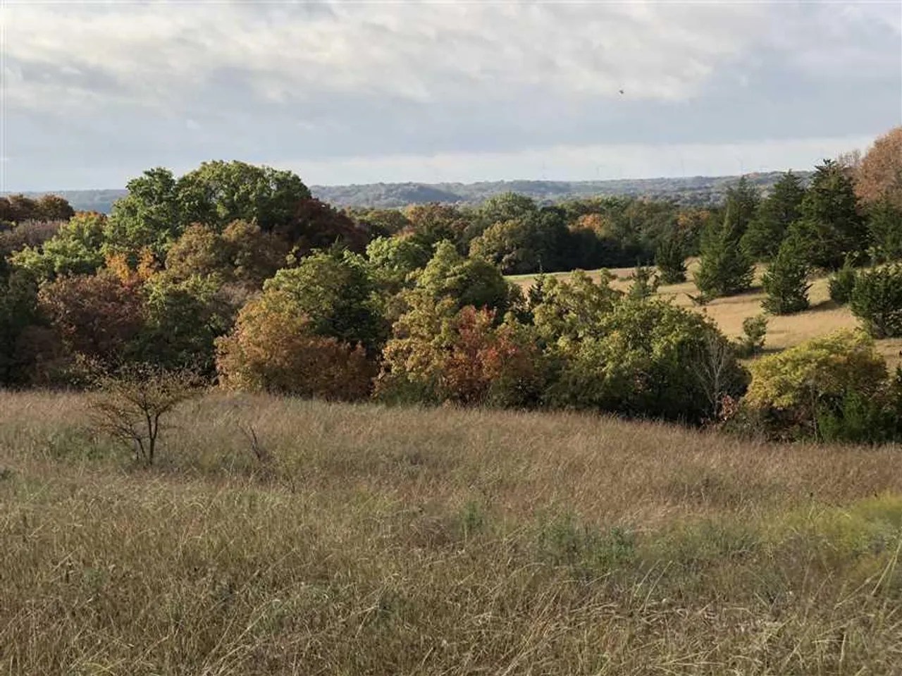 Prime hunting and cattle land for sale with mineral rights in Cooke