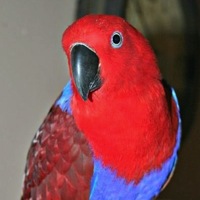 Bird Rescue ― Adoptions