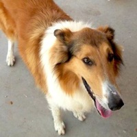 Collie Rescue ― Adoptions