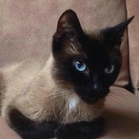 Siamese Rescue ― Adoptions