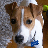 Florida Jack Russell Rescue - Adoptions - Rescue Me!