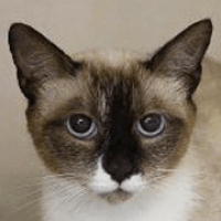 Siamese Rescue ― Adoptions