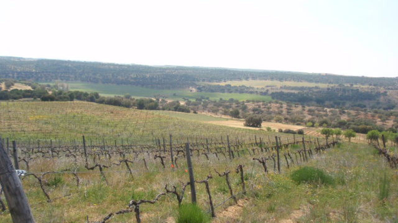 A selection of wineries and vineyards for sale in Spain Rimontgó