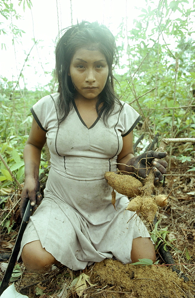 High Quality Stock Photos of "makuna colombian"