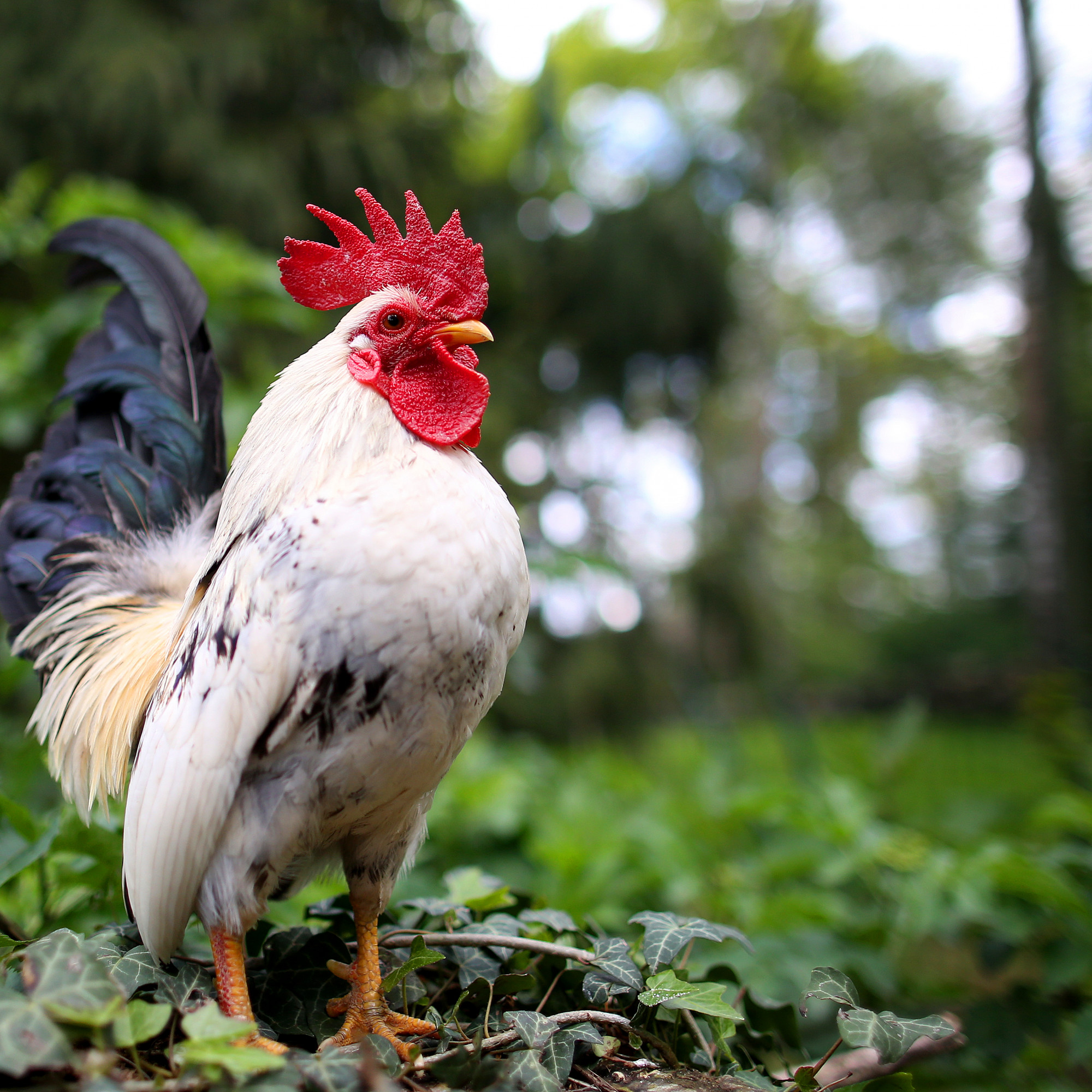 Indre Et Loire Il Confond Le Chant D Un Coq Avec Des Appels Au Secours Et Appelle Les Gendarmes