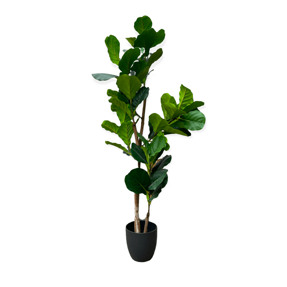 The Fiddle Leaf Fig Artificial Tree 150cm Array Wedding and Event Hire