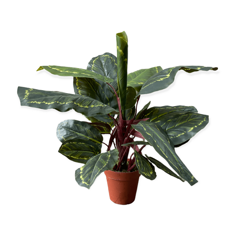 The Calathea Artificial Plant 50cm Array Wedding and Event Hire