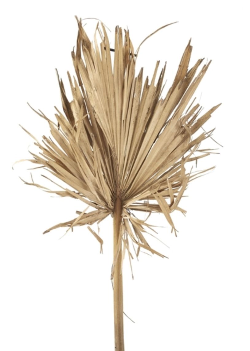 DRIED XL PALM LEAF Prophouse