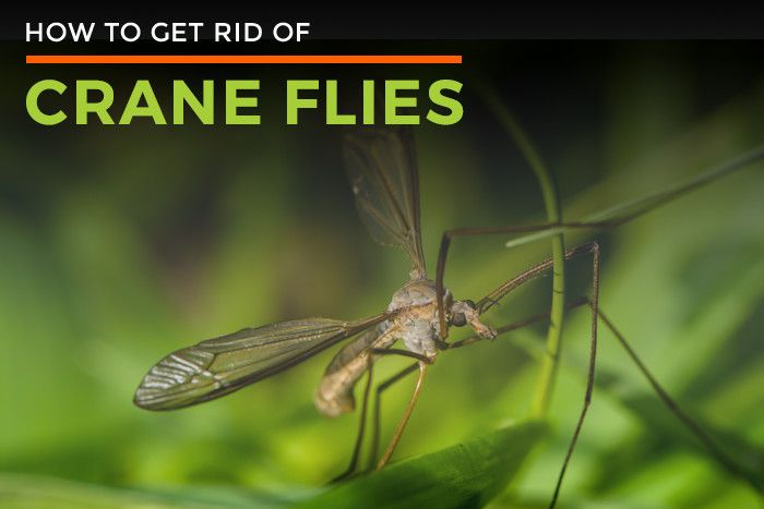 Crane Fly Facts How to Get Rid of Crane Flies Control & Habitat