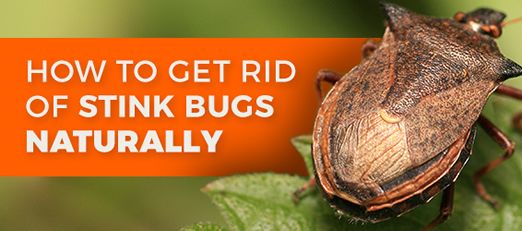 How To Get Rid Of Stink Bigs Organic & Natural Bug Control Crawling
