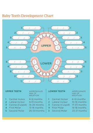 23+ FREE Baby Teeth Chart and Timelines Samples to Download