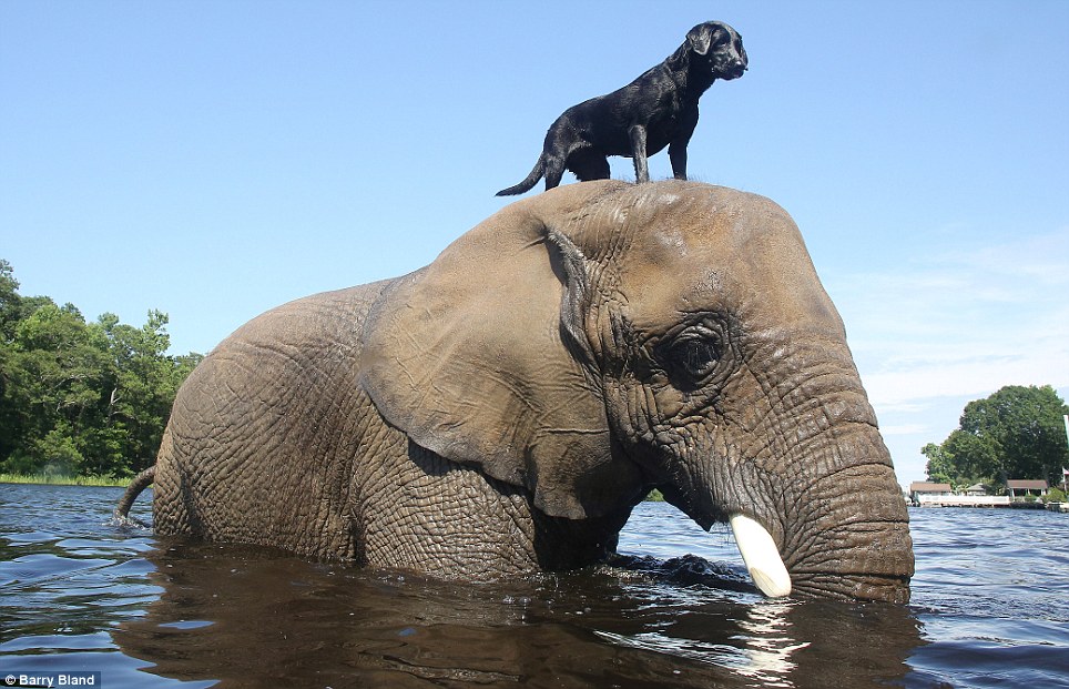 Unlikely Best Friends This Dog And Elephant Playing In