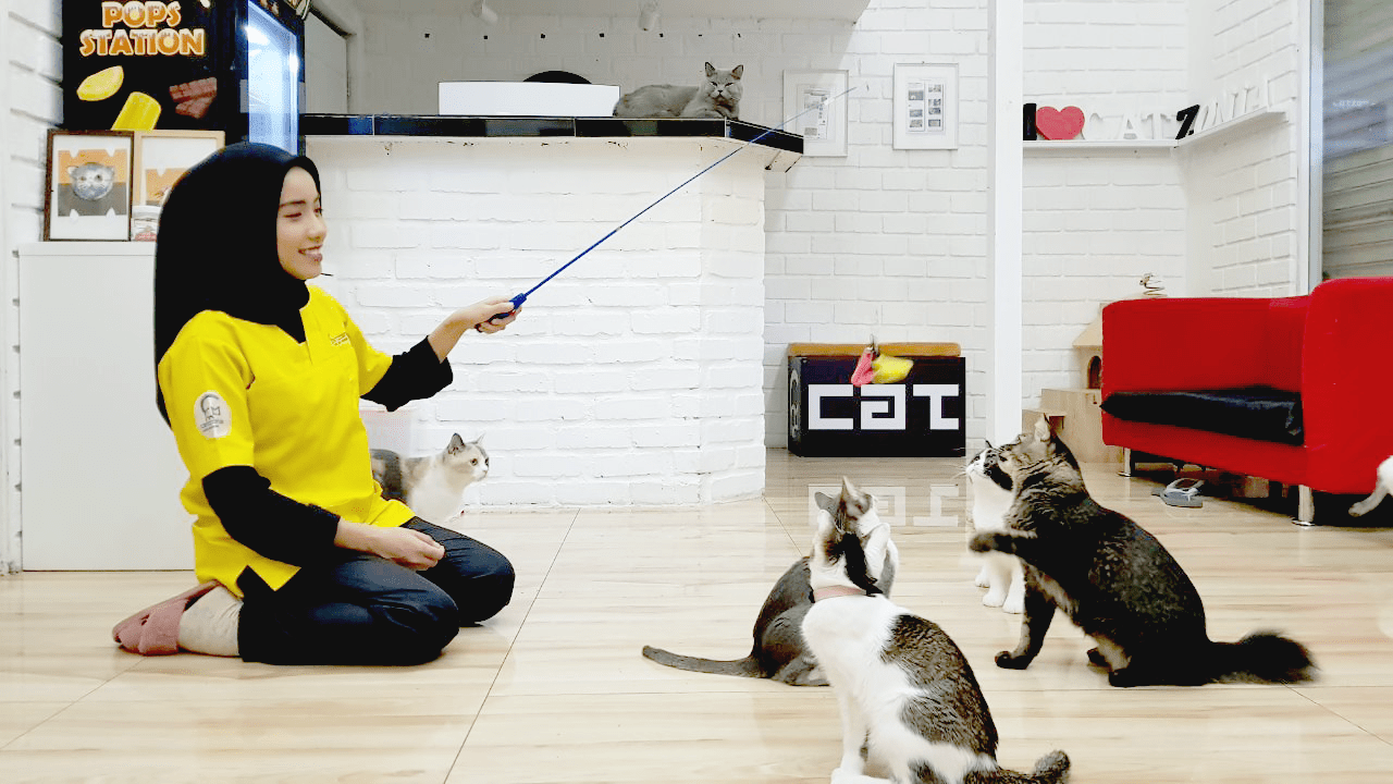 11 Pet Boarding Services & Hotels In The Klang Valley.