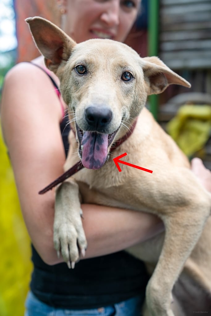 How Much Should It Cost To Care For A Telomian