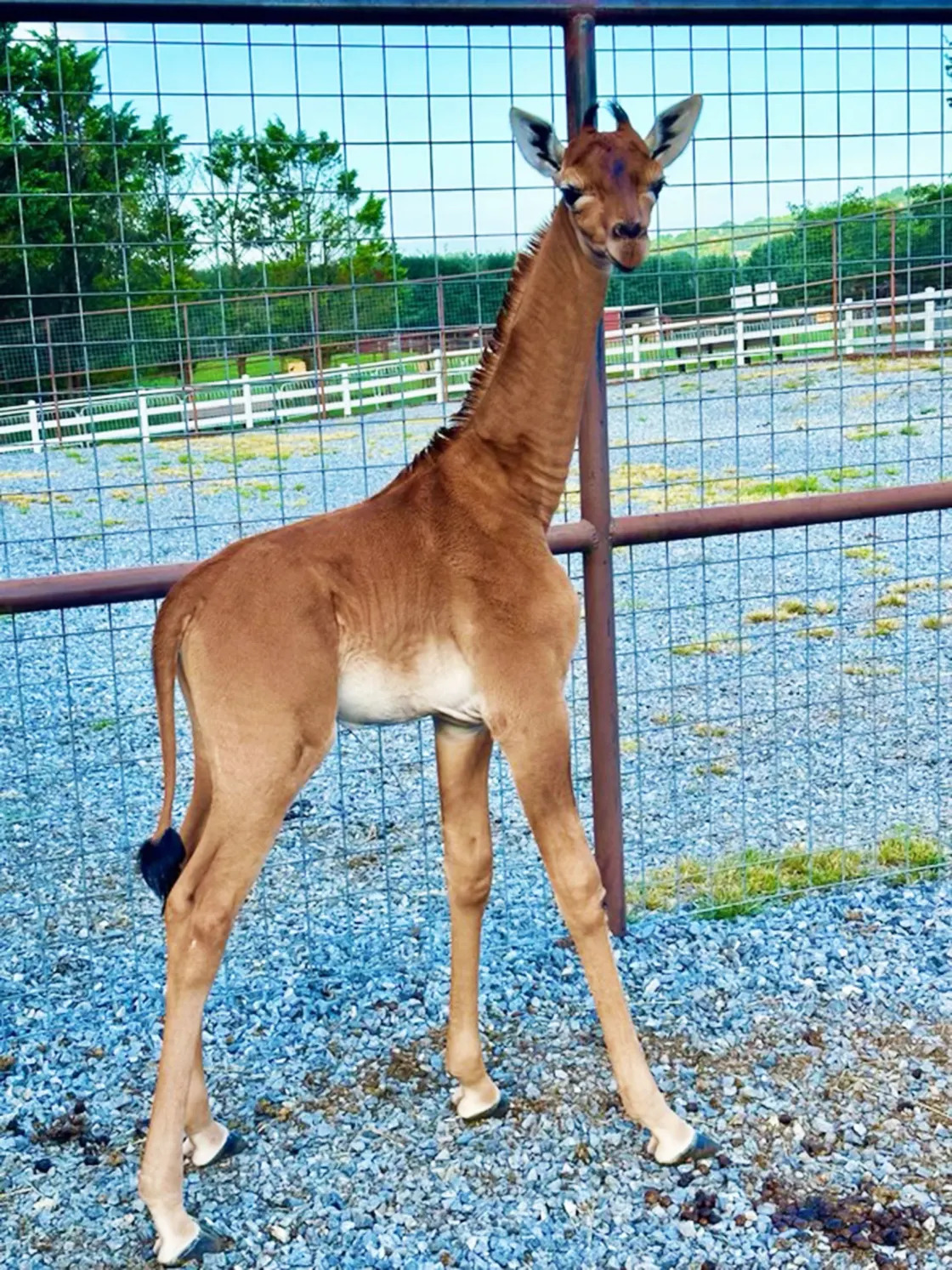 Rare Spotless Giraffe Born In US Zoo Believed To Be The Only One In The