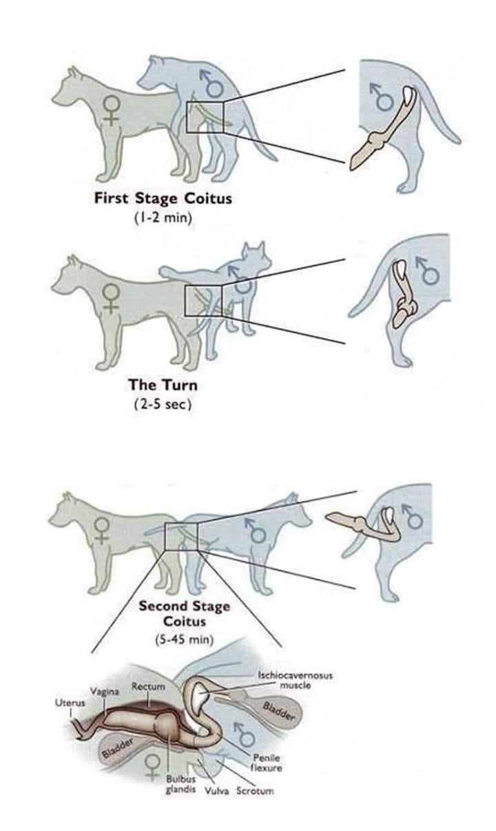 Dua Anjing Tersangkut Di Tepi Jalan