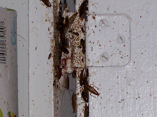 We Looked Through Disgusting Fridge Pics To Make You This Story
