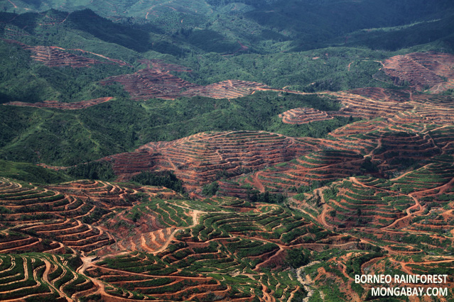No Other Country Is Losing Their Forests Like Malaysia