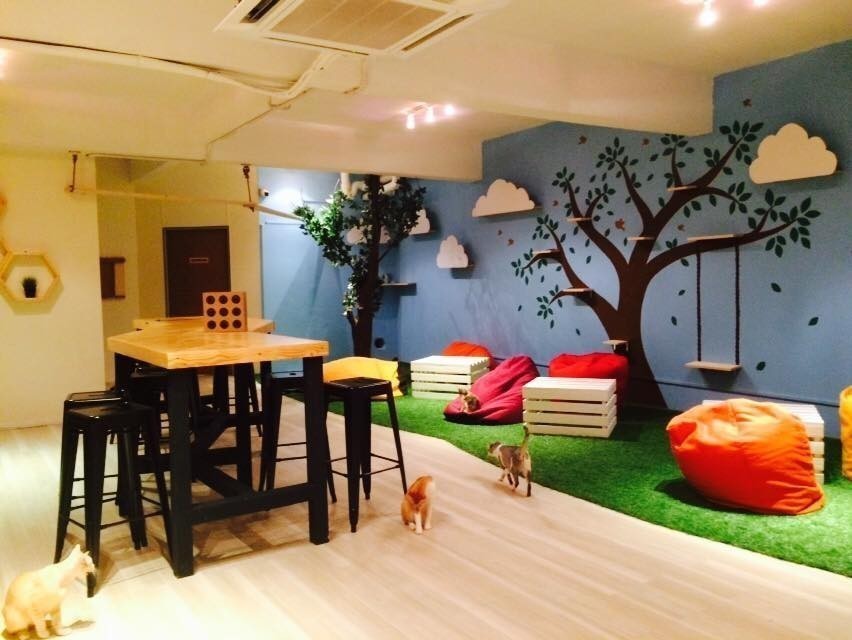 8 ‘Cat Cafe’ Paling Unik Di Malaysia Yang Pasti Digilai Pencinta Kucing.