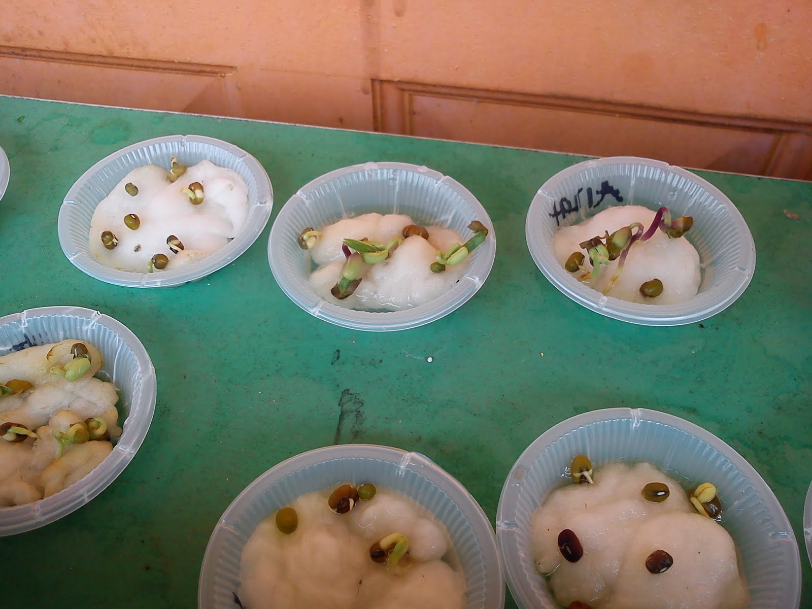 Download Gambar Nugget Kacang Hijau Gambar Makanan